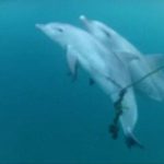 オーストラリアでサメ対策網に絡まった子イルカを助ける母イルカに世界が感涙！