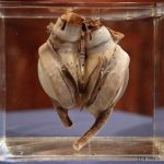 スミソニアン博物館で世界初の人工心臓が公開される！！！海外の反応「人類の医療の進歩の歴史を感じるね」