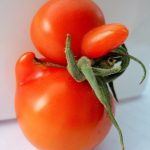 アヒルちゃんにそっくりなトマトが発見される