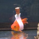 死にかけの金魚のために手作りの補助具を製作し、取りつけてあげた飼い主に欧米のネット民が感動！！！海外の反応「金魚は家族の一員なのさ」
