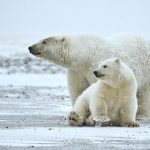 ホッキョクグマの群れがクジラの屍を貪っているのが発見される