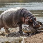 ワニが怒ったカバに襲われる！！！その衝撃の結末は……！！海外の反応「ワニは泣き寝入りだろうな」