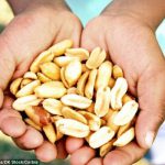毎日ピーナッツを食べると健康に驚くべき効果があることが判明！！！無病息災の鍵はピーナッツにある！！！海外の反応「大昔から人間は木の実を食べて生活していたからな」