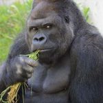 東山動物園のゴリラのシャバーニ君が女性のあこがれの的に！！！海外の反応「日本の女性は少しおかしい」