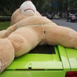 クマの彼女をランボルギーニの屋根に乗せて罰金
