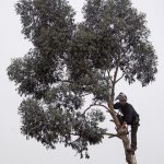 ３０ｍ以上の高さの枝を切るイギリスの高枝剪定職人がものすごい