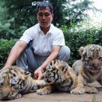 中国の動物園で生まれた虎の子供たちが初公開される！！！海外の反応「食べるなよ」