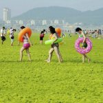 中国黄海で大量発生しているアオサ、家畜の餌や肥料になることが判明！