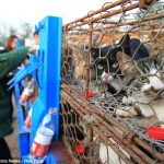 中国で食材として売り飛ばされて運ばれていた５００匹のネコが救出される