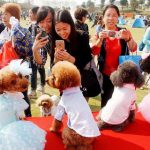 犬の結婚式