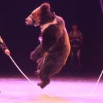 中国のサーカスでクマが見世物にされる！　これはクマった・・・