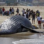 ロサンゼルスビーチに死んだクジラが流されてきました。