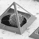 細胞の状態を調べるためにミクロサイズのピラミッドがものすごい！！！
