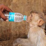 ｲﾝﾄﾞで猛暑のため800人以上が死亡！寺院の猿も暑さのあまり神聖なプールに飛び込む始末！政府はエアコンを使うように指導。なお、貧しい人々にはエアコンを買う金が無い模様。