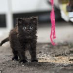 黒猫は不幸を呼ぶというのが事実だと判明！！！海外の反応「猫は正義」