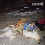 神々の島で殺されていく犬たち