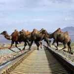 道路を渡る動物たちの癒される画像