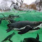 ロンドンの動物園でマラリアが発生！　既に６匹のペンギンが犠牲に・・・