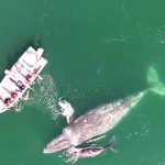 ドローンで撮影されたクジラの親子が驚きの行動を！