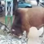 インドで小さな山羊と巨大な牛が街中で決闘！その結末に衝撃！！！