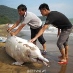 牡蠣養殖に殺された白イルカ