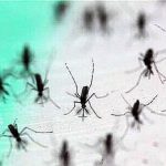 最新技術で蚊の生産？蚊には蚊を。デング熱撲滅に有効か？