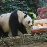 中国の動物園の世界最長寿のパンダをご覧ください