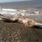 ロシアに謎の巨大生物の死骸が打ち上げられる！！！海外の反応「氷づけにされていた古代の生物だろ？」
