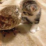 日本のカフェでフクロウと子猫が大人気！海外の反応「かわいそうなフクロウ、森に帰りたいだろうに」