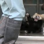 日本のレッサーパンダの赤ちゃんの動画が海外で凄まじい人気に！