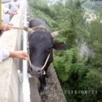 高速道路の外側に信じられない動物が立っているのが発見される！！！海外の反応「さすが中国、謎だらけだ」
