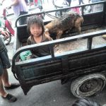 中国で７歳の少年が豚と一緒にリアカーに乗っているところを発見される！！！海外の反応「胸が締め付けられる思いだよ」