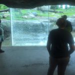 アメリカの動物園でグリズリーが強化ガラスに巨大な石をぶつけて割ろうとする事態が発生！！！