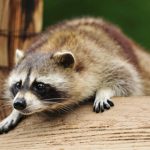 アライグマの母子が木登りの練習をする様子に世界が感涙！！！海外の反応「お母さんの優しさは種族に関係ないな」