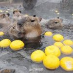 ゆず湯につかるカピバラが海外でも話題に