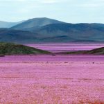 チリの砂漠に咲く花は洪水のおかげ