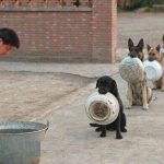 中国の警察犬のお食事風景が想像を超えていると話題に！！！海外の反応「素晴らしい。感動した」