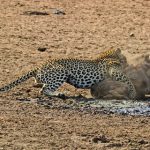 昼寝をしていたイボイノシシ、ヒョウに寝込みを襲われてあえなく昇天！