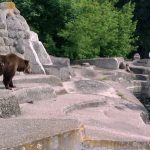 動物園の熊のケージの中に侵入した男、熊に右手をガブリとやられるも、左手で熊をシバキあげ、撃退に成功！ 海外の反応「久しぶりに真性の馬鹿を見た気分だ」