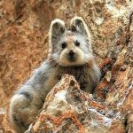 中国の新種のウサギ、富裕層がペットにするために乱獲したため、絶滅の危機に！！！海外の反応「人間ほど強欲で自己中心的な生物は存在しないな」