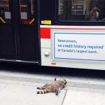 カナダの路上に寝そべっているアライグマの死体がネット民の玩具にされる！！！海外の反応「見事な死に様だ」