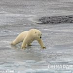氷の上で滑りまくる北極クマ