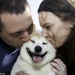 アメリカ・ニューヨークに世界で一番幸せそうな柴犬がいると話題に！ 海外の反応「これほどまでに幸せそうな犬を見たことが無いよ」