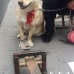 中国の犬が数字を理解し、簡単な算数の問題に回答している様子に世界が驚愕！！！ 海外の反応「一部の賢い犬は、人間の４歳並の知能を持っていることの証明だな」