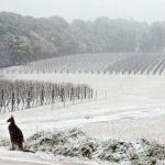 オーストラリアで１００年ぶりに雪が観測される！海外の反応「地球温暖化はどうなった？」