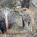 ヤマアラシを食べようと思ったヒョウ……その結末は！！！海外の反応「ヤマアラシも必死だからな」