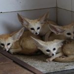 世界一小さい狐が中国に輸出される！海外の反応「宇宙人みたいだ」