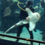 犬みたいに人間に腹を見せて撫でてほしいとせがむサメがいると話題に！！！海外「サメは海の犬だったのか……」