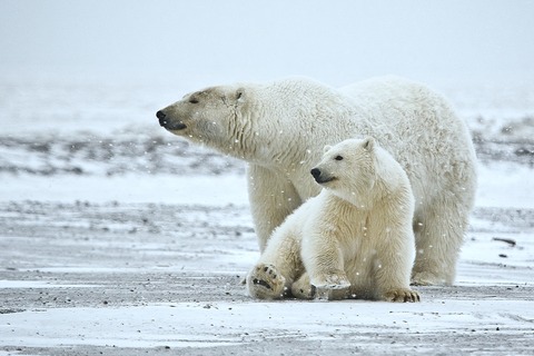 Polar_Bear_ANWR_1