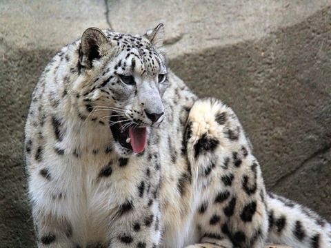 snow-leopard